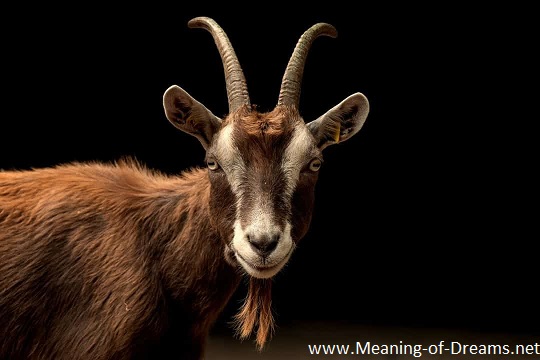 Goat Dream Meaning