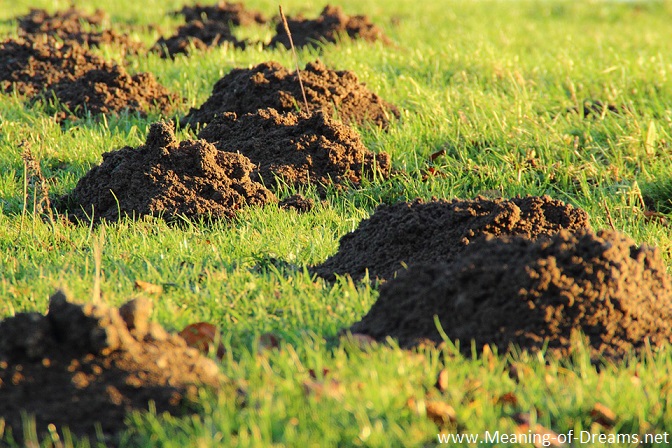 Poop Dream Meaning